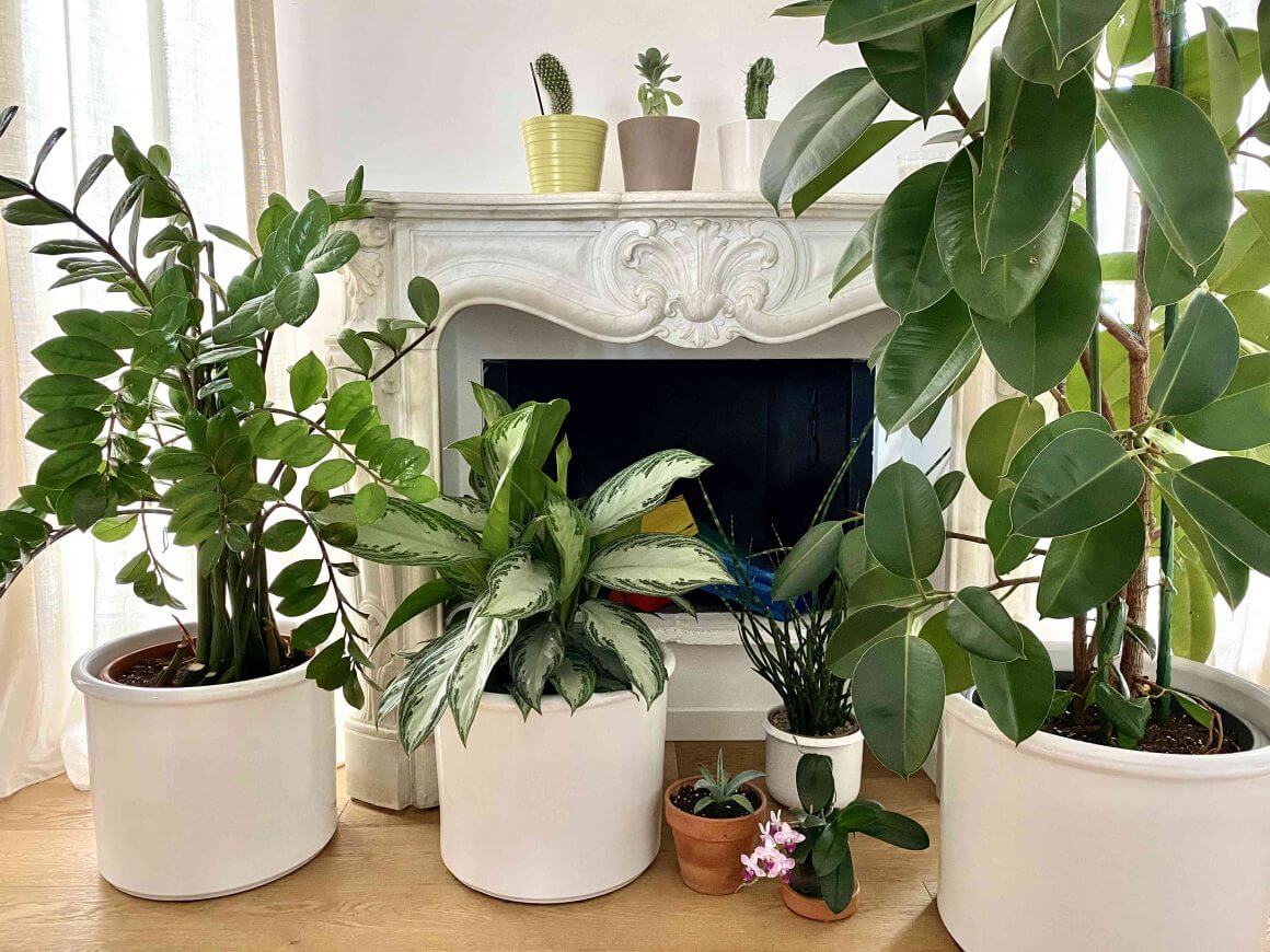 Prevenzione muffa in casa - Tieni le piante domestiche lontane dalla muffa
